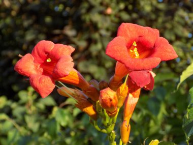 Campsis, Bignoniaceae (Bignoniaceae) familyasından bir yaprak sarmaşığı cinsidir.)