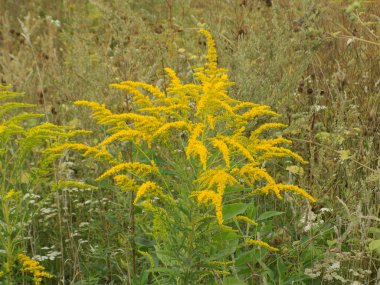 Golden Cowl Canadian (Latin Solidgo canadnsis), bloom, family astropeus, flowers, general view, genus goldenrod, green, leaves, or composite, taç yaprakları, plant, weed, wild, yellow         