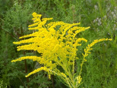 Golden Cowl Canadian (Latin Solidgo canadnsis), bloom, family astropeus, flowers, general view, genus goldenrod, green, leaves, or composite, taç yaprakları, plant, weed, wild, yellow         