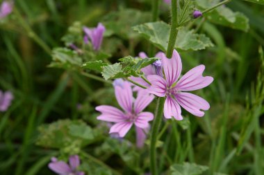 Forest mallow, forest mallow, common mallow, zensiver (lat. Malva sylvestris L., Malva grossheimii Schischk.)