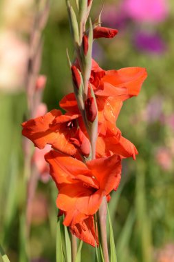 Canna, kana (Canna), Cannaceae familyasından tek bir bitki cinsidir.  