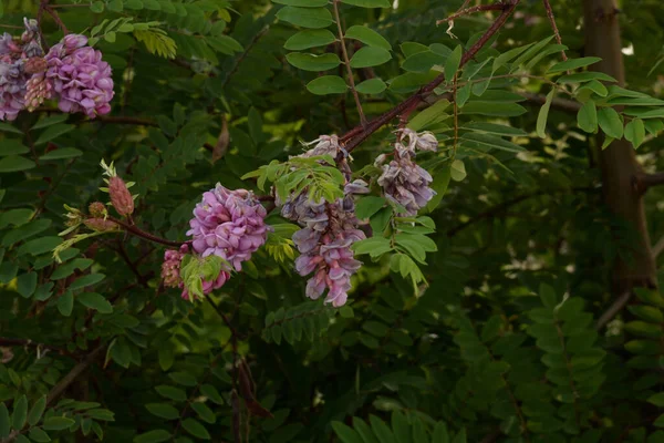 Acacia Género Plantas Con Flores Perteneciente Familia Las Leguminosas —  Fotos de Stock
