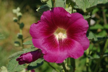 Malva, veya mallow (lat. Mlva)