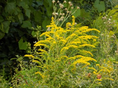 Golden Cowl Canadian (Latin Solidgo canadnsis), bloom, family astropeus, flowers, general view, genus goldenrod, green, leaves, or composite, taç yaprakları, plant, weed, wild, yellow