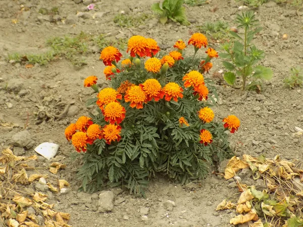 Marigolds Tagetes Género Plantas Herbáceas Perteneciente Familia Las Asteráceas —  Fotos de Stock