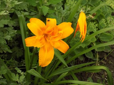 Lily (Lilium, Ukraynalı halk ismi Lily)