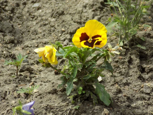 Τριχρωμία Αγριοπανσές Viola Tricolor — Φωτογραφία Αρχείου