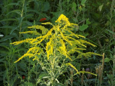 Golden Cowl Canadian (Latin Solidgo canadnsis), bloom, family astropeus, flowers, general view, genus goldenrod, green, leaves, or composite, taç yaprakları, plant, weed, wild, yellow