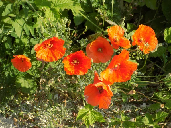 Wild Poppy Latin Papaver Rhoeas Field Poppy Poppy Self Seeding Stock Image