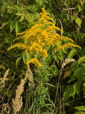 Golden Cowl Canadian (Latin Solidgo canadnsis), bloom, family astropeus, flowers, general view, genus goldenrod, green, leaves, or composite, taç yaprakları, plant, weed, wild, yellow          