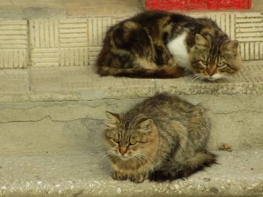 Kedinin kedisi ya da kedinin kedisi (Latin Felis Silvestris catus) ile akrabası olan vahşi kedi (orman)..