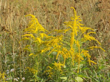 Golden Cowl Canadian (Latin Solidgo canadnsis), bloom, family astropeus, flowers, general view, genus goldenrod, green, leaves, or composite, taç yaprakları, plant, weed, wild, yellow          