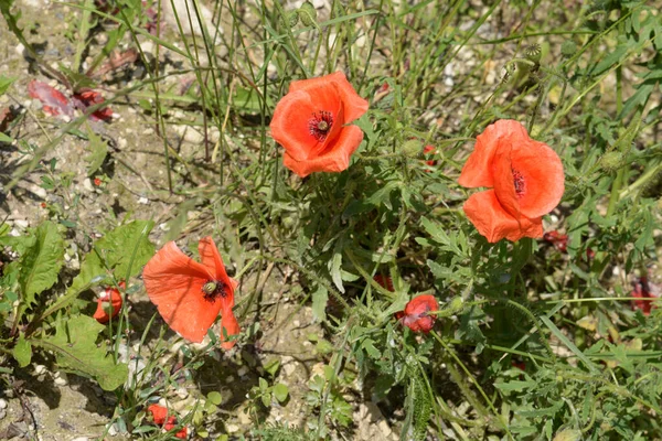 Yabani gelincik (Latin Papaver rhoeas; tarla gelinciği, haşhaş, kendi kendine tohumlanan gelincik)