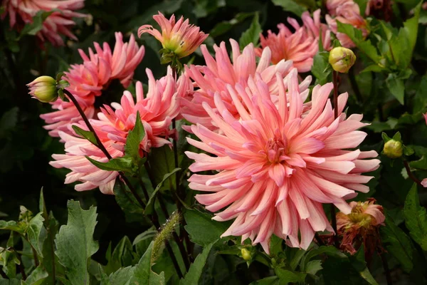 Bush peony (Paeonia  suffruticosa)