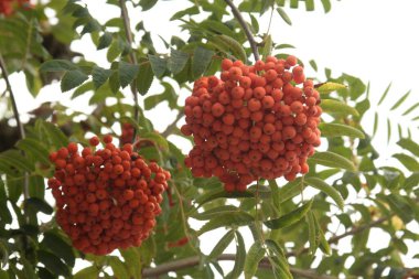 Yaygın dağ külleri (Sorbus aucuparia)