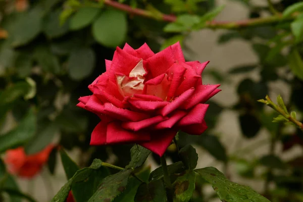 Rose (Rosa L.) is a genus and cultural form of plants of the rose family