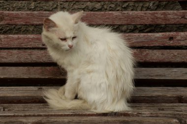 Kedi kedisi (Latince Felis Silvestris catus), kedigiller (Felis) familyasından bir kedi türü.)