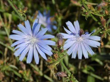 Centaurea, Saster familyasından bir bitki cinsidir. 