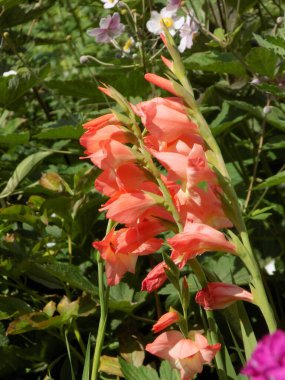 Kosariki veya gladiolus (Gladiolus))           