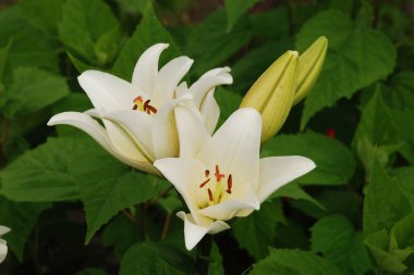 Lily (Lilium, Ukraynalı halk ismi Lily)