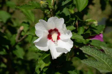 Malva, veya mallow (lat. Mlva)