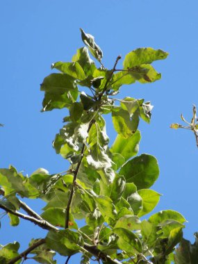 Apple (Malus), gülgiller (Felidae) familyasından bir kuş türü.          