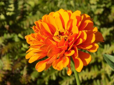 Zinnia (lat. Znnia) is a genus of annual and perennial plants of the Asteraceae family