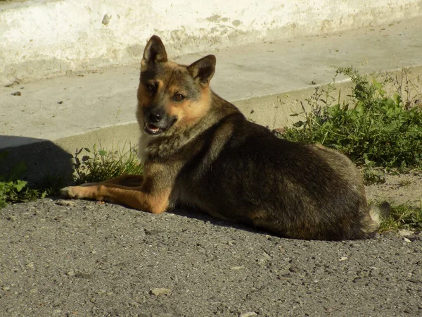 Собака Собака Canis Lupus Familiaris Canis Familiaris — стоковое фото
