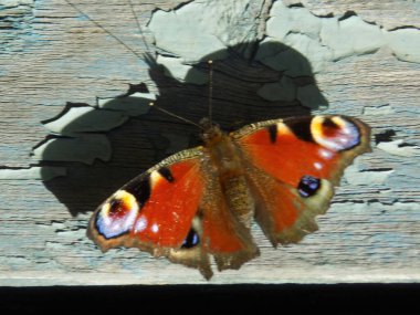 Tavus kuşu gözü ayçiçeği, Tavuskuşu ayçiçeği (Aglais io, eski adıyla Inachis io). Ayçiçeği tavus kuşu gözü, ayçiçeği tavus kuşu.