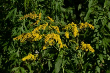 Golden Cowl Canadian (Latin Solidgo canadnsis), bloom, family astropeus, flowers, general view, genus goldenrod, green, leaves, or composite, taç yaprakları, plant, weed, wild, yellow 
