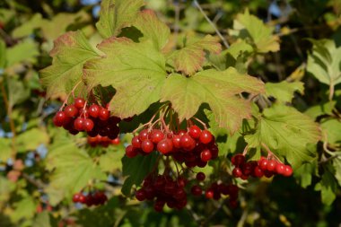 Kalina (Viburnum), Tansy familyasından bir bitki cinsidir. 