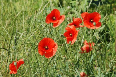 Yabani gelincik (Latin Papaver rhoeas; tarla gelinciği, haşhaş, kendi kendine tohumlanan gelincik)