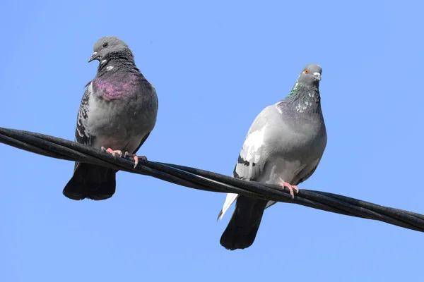 Pigeon Columba Genre Oiseaux Famille Des Columbidae — Photo