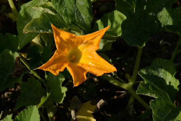 Běžná Dýně Lat Cucurbita Pepo Dýně Cucurbita Druhový Název Rostlin — Stock fotografie