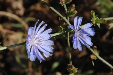 Centaurea, Saster familyasından bir bitki cinsidir. 