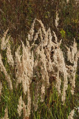 Çimen kokusu yaygındır.