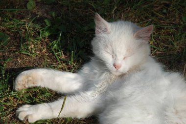 Kedinin kedisi ya da kedinin kedisi (Latin Felis Silvestris catus) ile akrabası olan vahşi kedi (orman)..