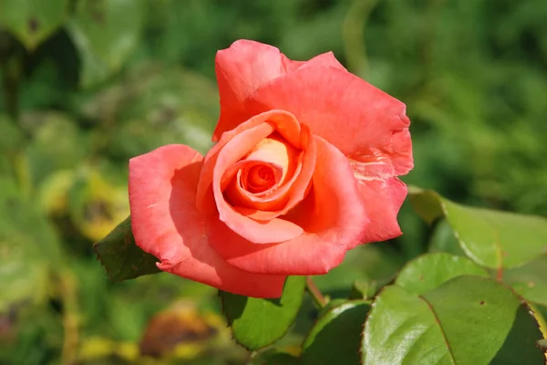 Rose Rosa Είναι Ένα Γένος Και Πολιτιστική Μορφή Των Φυτών — Φωτογραφία Αρχείου