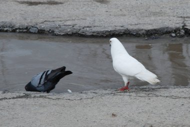 Güvercin (Columba) - güvercin ailesinden (Columbidae) bir kuş cinidir.)