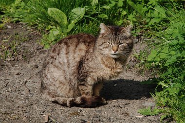 Kedi kedisi (Latince Felis Silvestris catus), kedigiller (Felis) familyasından bir kedi türü.)