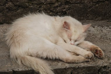 Kedi kedisi (Latince Felis Silvestris catus), kedigiller (Felis) familyasından bir kedi türü.)