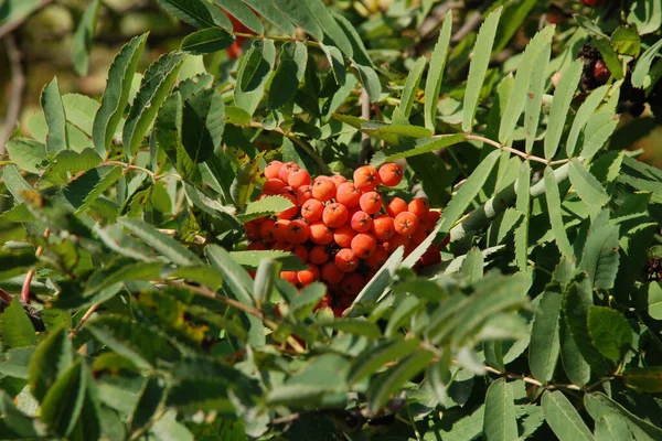 Common Mountain Ash Sorbus Aucuparia — Stockfoto
