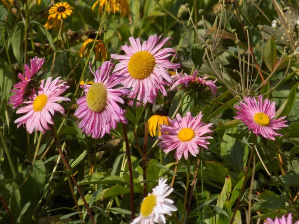 Aster is a genus of herbaceous plants of the Asteraceae family