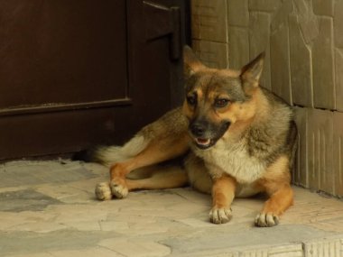 Köpek ya da evcil köpek (Canis lupus familiaris))