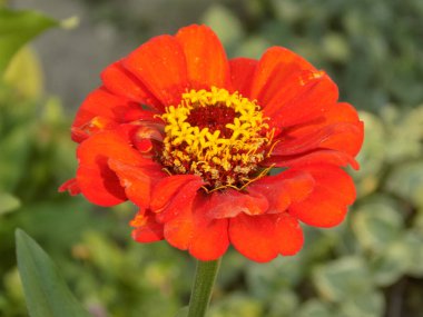 Zinnia (lat. Znnia) is a genus of annual and perennial plants of the Asteraceae family