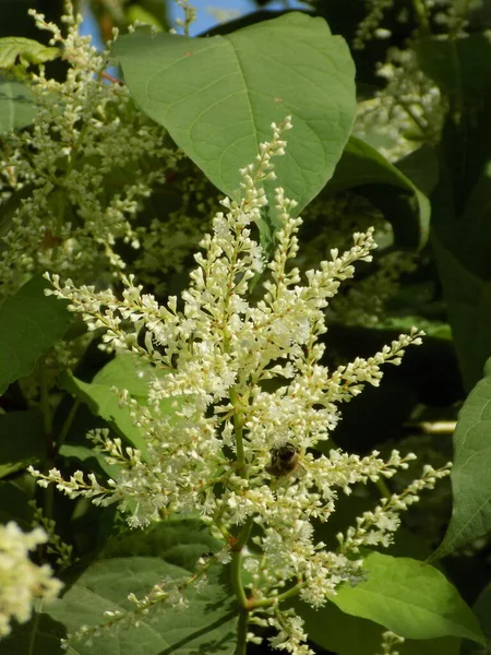 Reynotria japnica (lat. Reynotria japnica)          