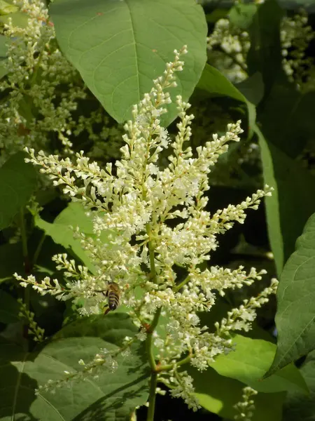 Reynotria japnica (lat. Reynotria japnica)          