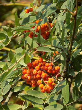 Yaygın dağ külleri (Sorbus aucuparia)