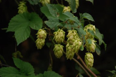 Common hop (Humulus lupulus).Hops are ordinary