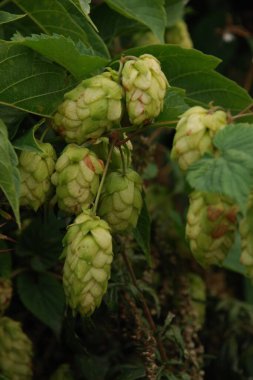 Common hop (Humulus lupulus).Hops are ordinary